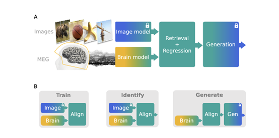 用 AI 模型重构人类大脑成像过程,Meta 发布重磅研究