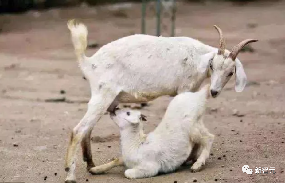 能跟「猫主子」聊天了!生成式AI带来的全面革命:最快5年内破译第一种动物语言