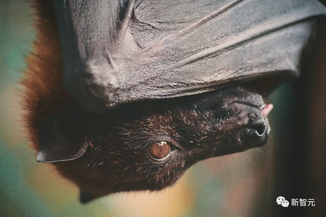 能跟「猫主子」聊天了!生成式AI带来的全面革命:最快5年内破译第一种动物语言