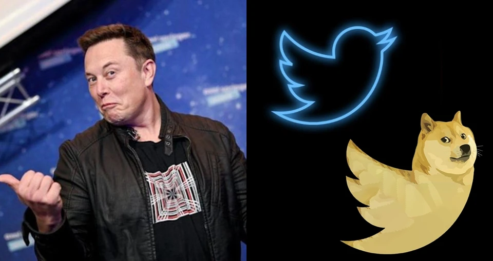 牛市狂欢:模因币的溢价