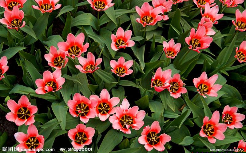 苹果手机以太坊钱包下载(以太坊钱包手机版下载地址)