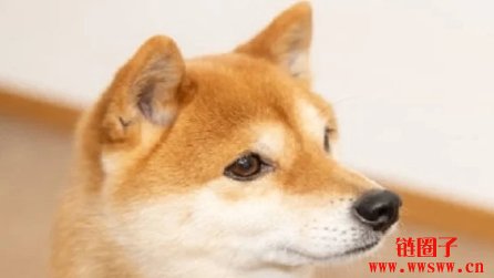 柴犬币价格能在2025年达到1美元吗?