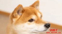 柴犬币价格能在2025年达到1美元吗? 柴犬币价格能在2025年达到1美元吗?