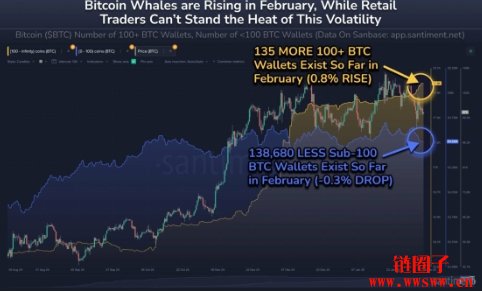 比特币巨鲸二月继续加仓,小型散户在市场波动中被迫离场