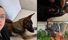 赵长鹏CZ曝光爱犬名字Broccoli,Broccoli币市值一度飙破2000万美元 赵长鹏CZ曝光爱犬名字Broccoli,Broccoli币市值一度飙破2000万美元