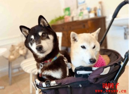 柴犬主人收养新成员Cocoro,官方授权Cocoro代币短暂飙升后大跌70%