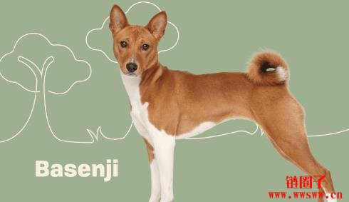 2025年值得关注的Base网络顶级迷因币