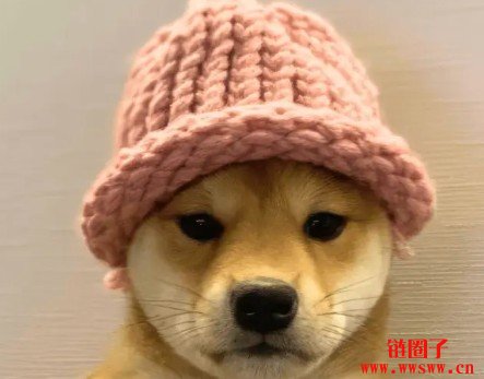 Solana龙头Memecoin生态币种有那些？简单介绍