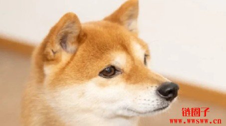 投资者质疑柴犬币能否赶上下一轮加密货币牛市
