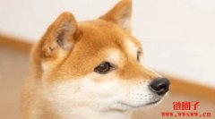 投资者质疑柴犬币能否赶上下一轮加密货币牛市 投资者质疑柴犬币能否赶上下一轮加密货币牛市